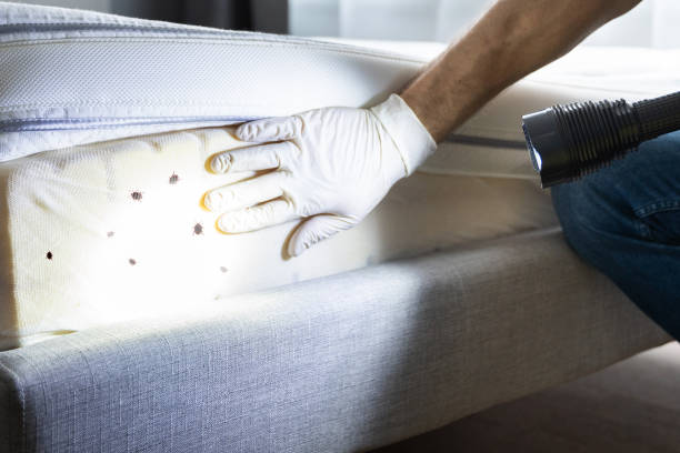 Best Mosquito Control Services  in Placentia, CA
