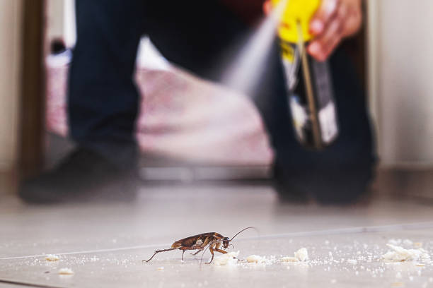 Best Termite Control Services  in Placentia, CA